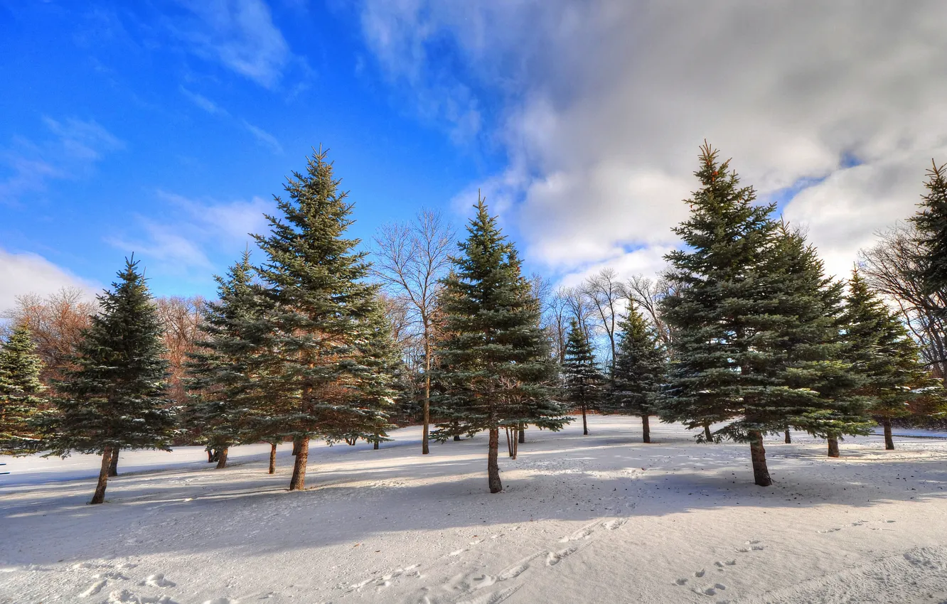 Фото обои зима, лес, небо, облака, снег, деревья, следы, ель