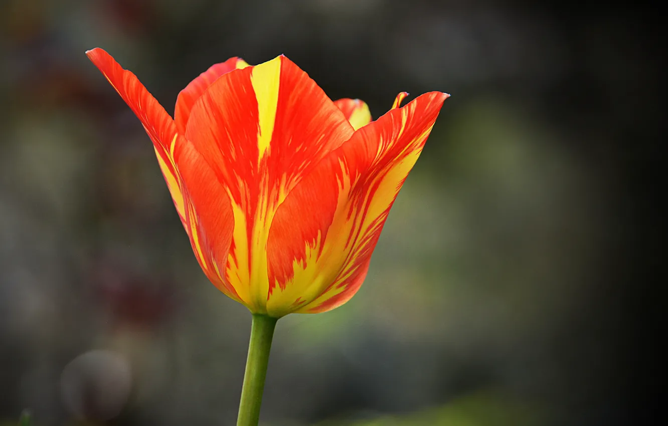 Фото обои Весна, Spring, Orange Tulips, Оранжевый тюльпан