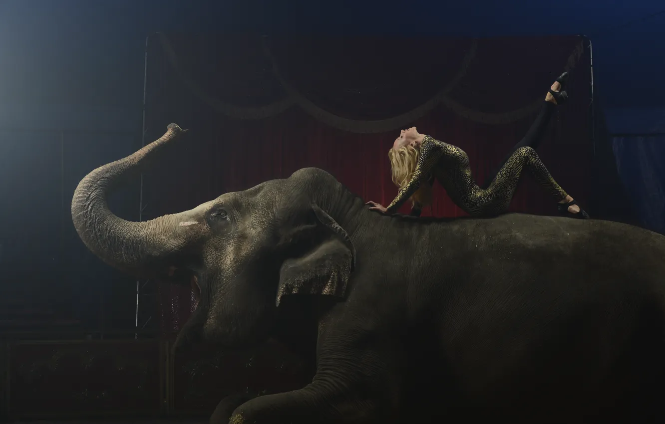 Фото обои слон, цирк, арена, гимнастка