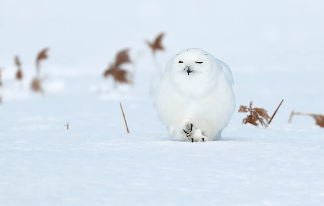 Фото обои зима, поле, снег, сова, птица, когти, белая, полярная
