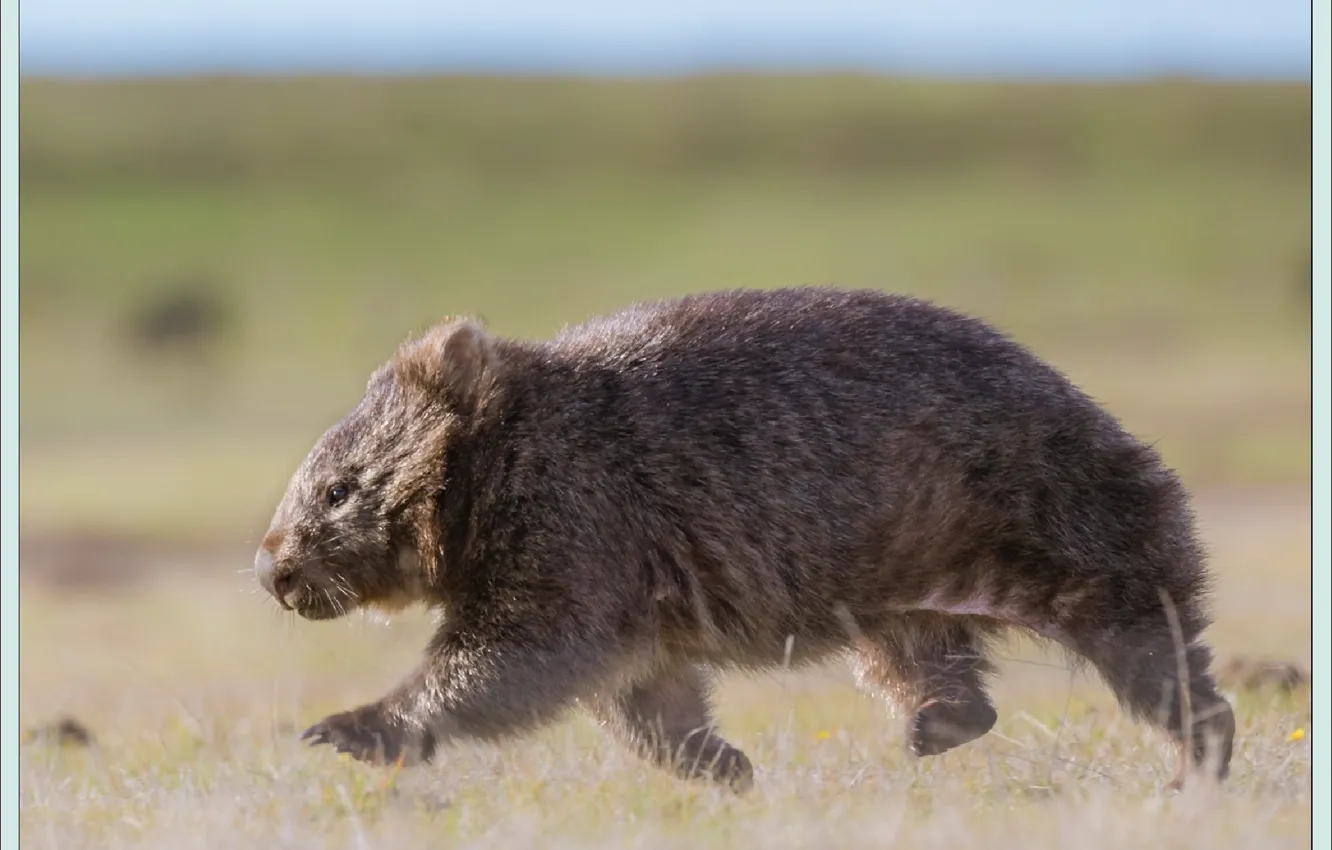 Фото обои животное, animals, грызуны, rodents, wombat, вомбат, step by step