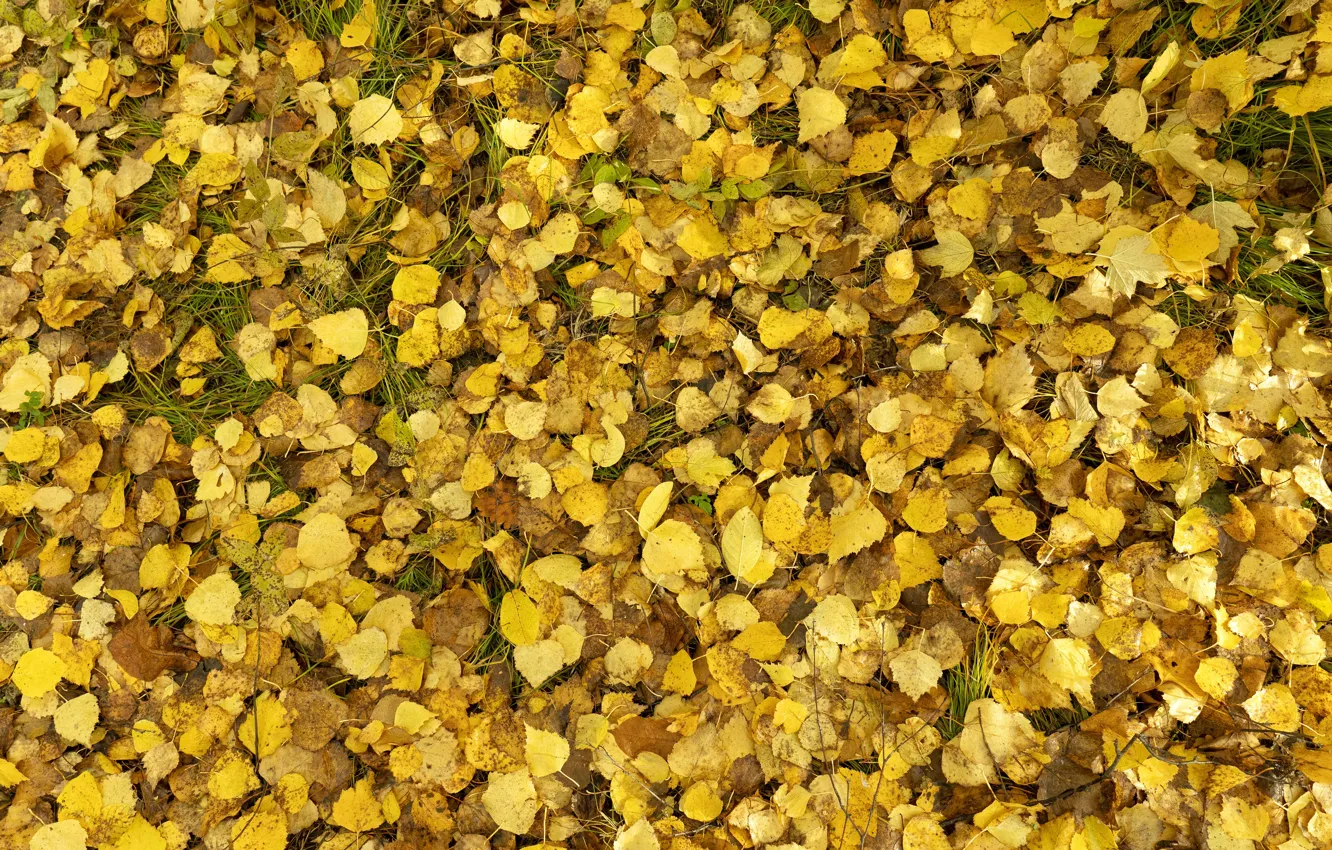 Фото обои осень, желтый, Листья