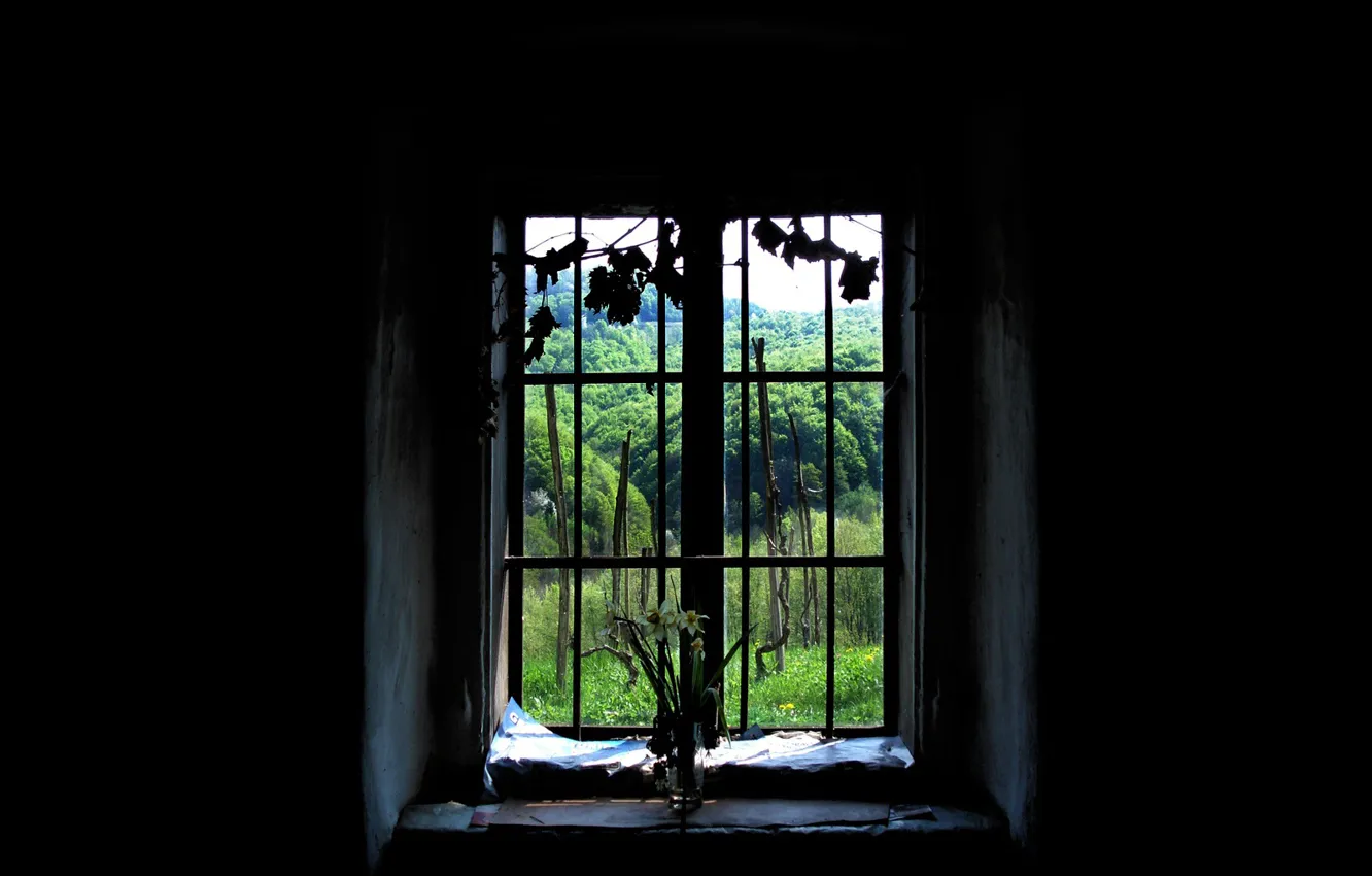 Фото обои лес, окно, черный фон