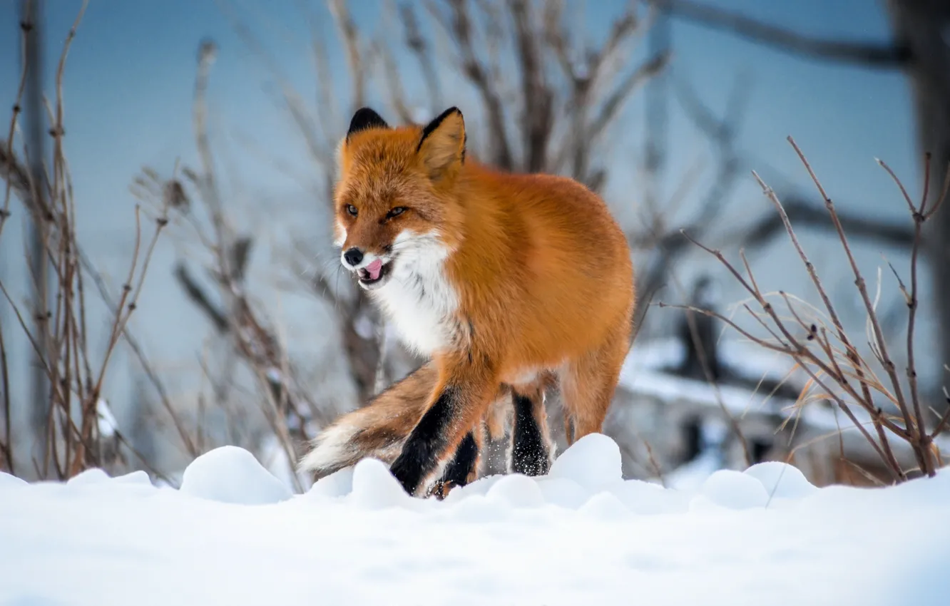 Фото обои зима, снег, природа, животное, лиса, кусты, лисица