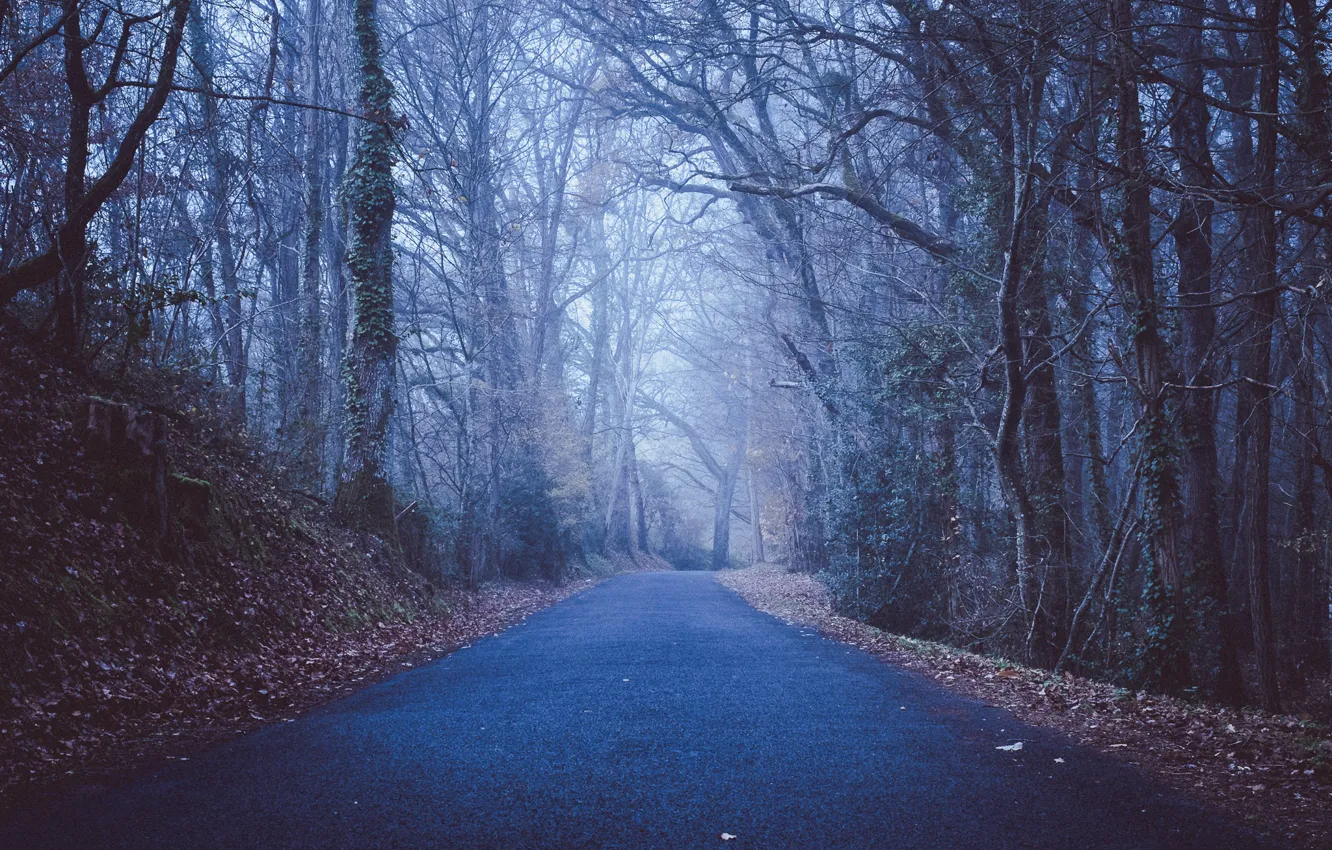 Road branches. Солнечные лучи сквозь деревья. Road branches. Солнечные лучи сквозь деревья. Деревья с гибкими ветвями.