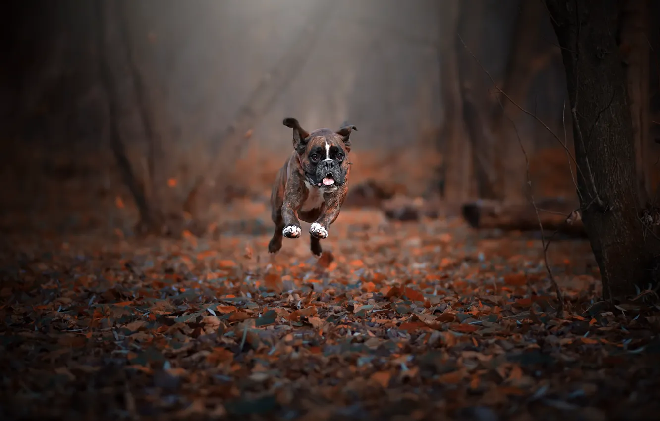Фото обои осень, собака, бег