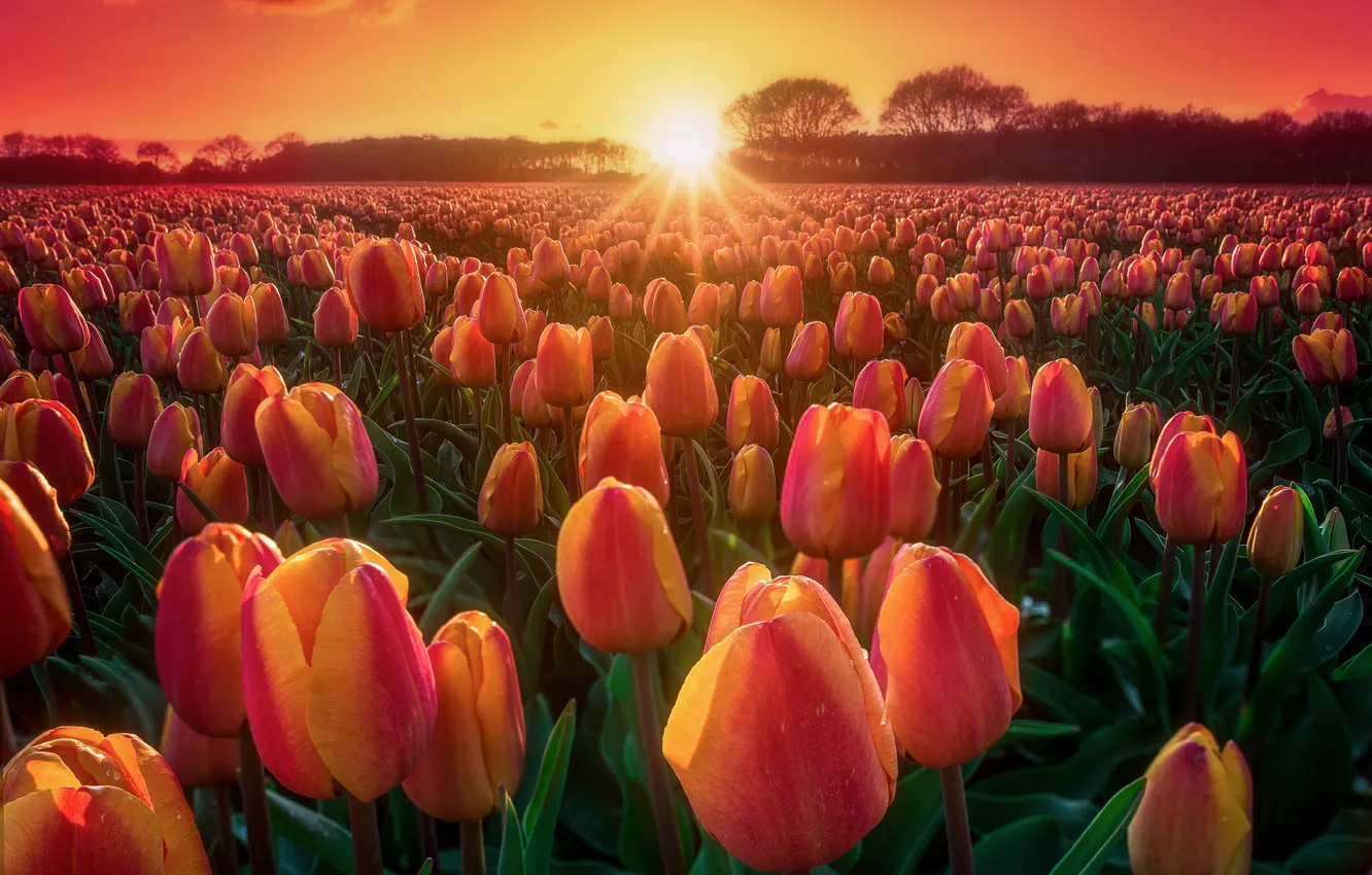 Фото обои поле, закат, природа, тюльпаны, бутоны