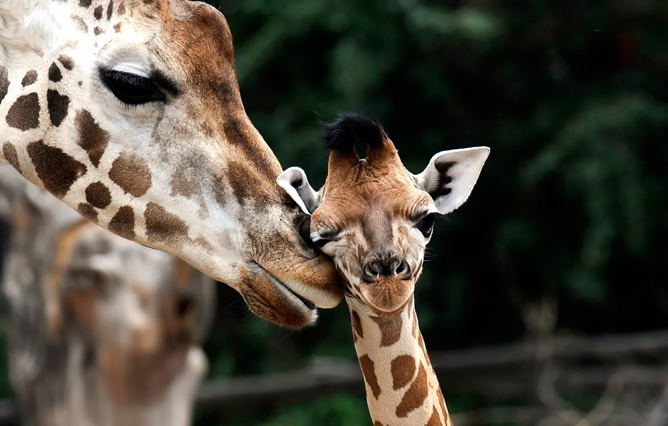 Фото обои жираф, детеныш, Giraffa camelopardalis