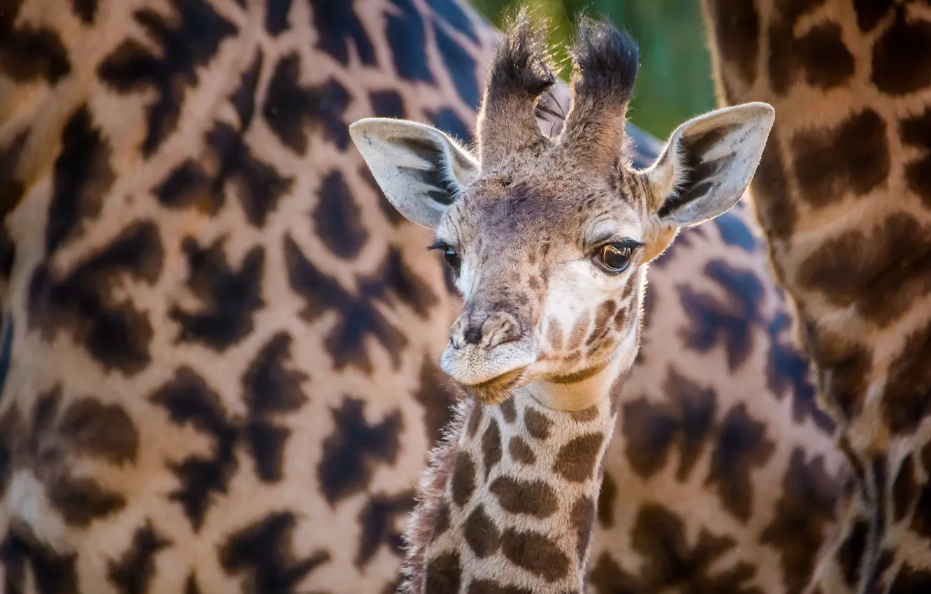 Фото обои малыш, жираф, шея