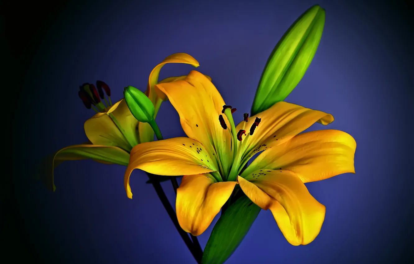 Фото обои цветок, желтый, asiatic hybrid, лимонник Лили