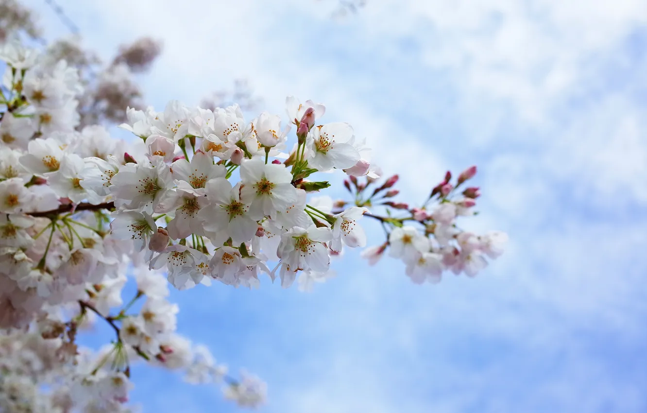 Фото обои небо, лепестки, сакура, цветение