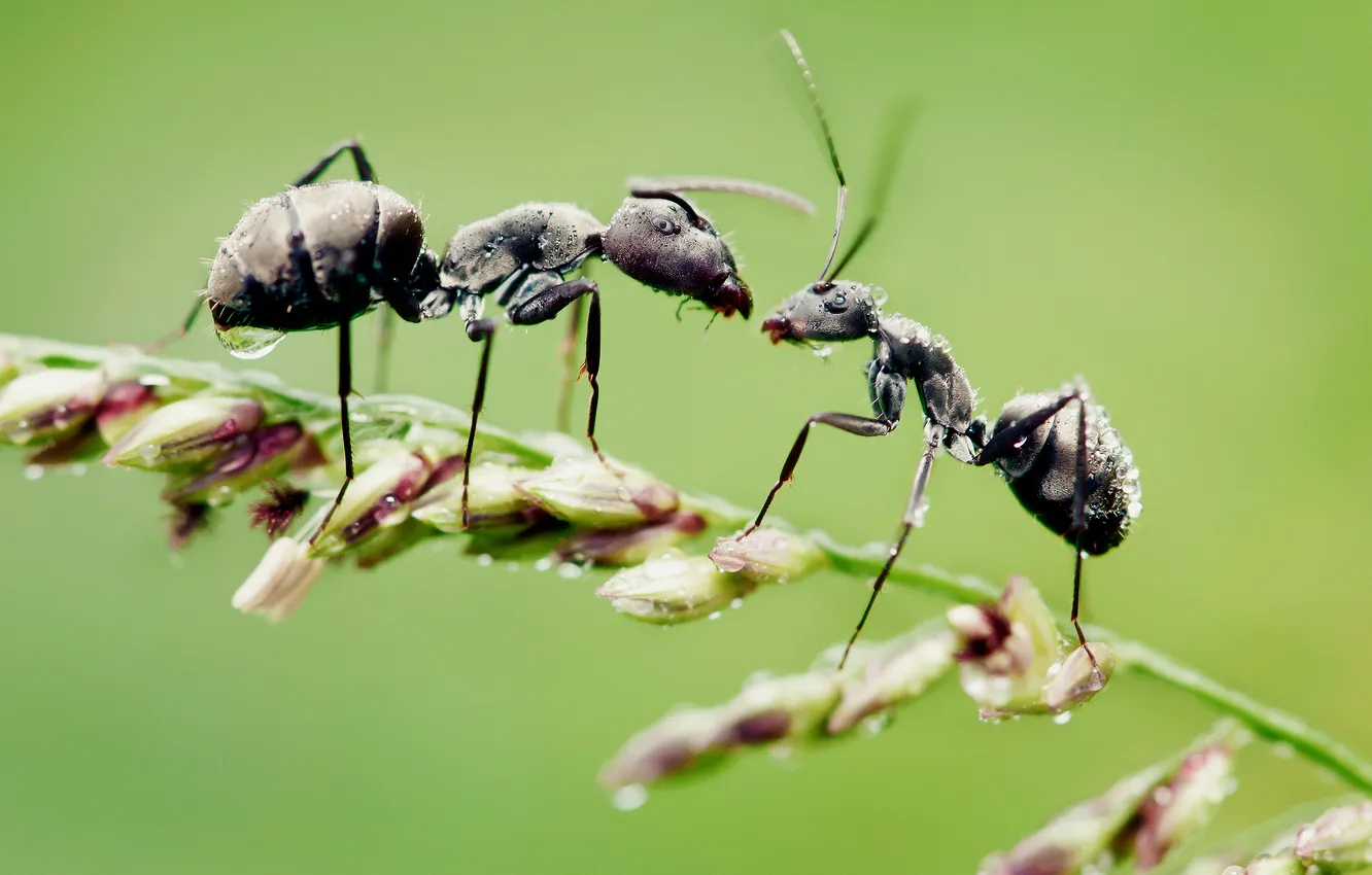 Фото обои трава, капли, макро, муравьи