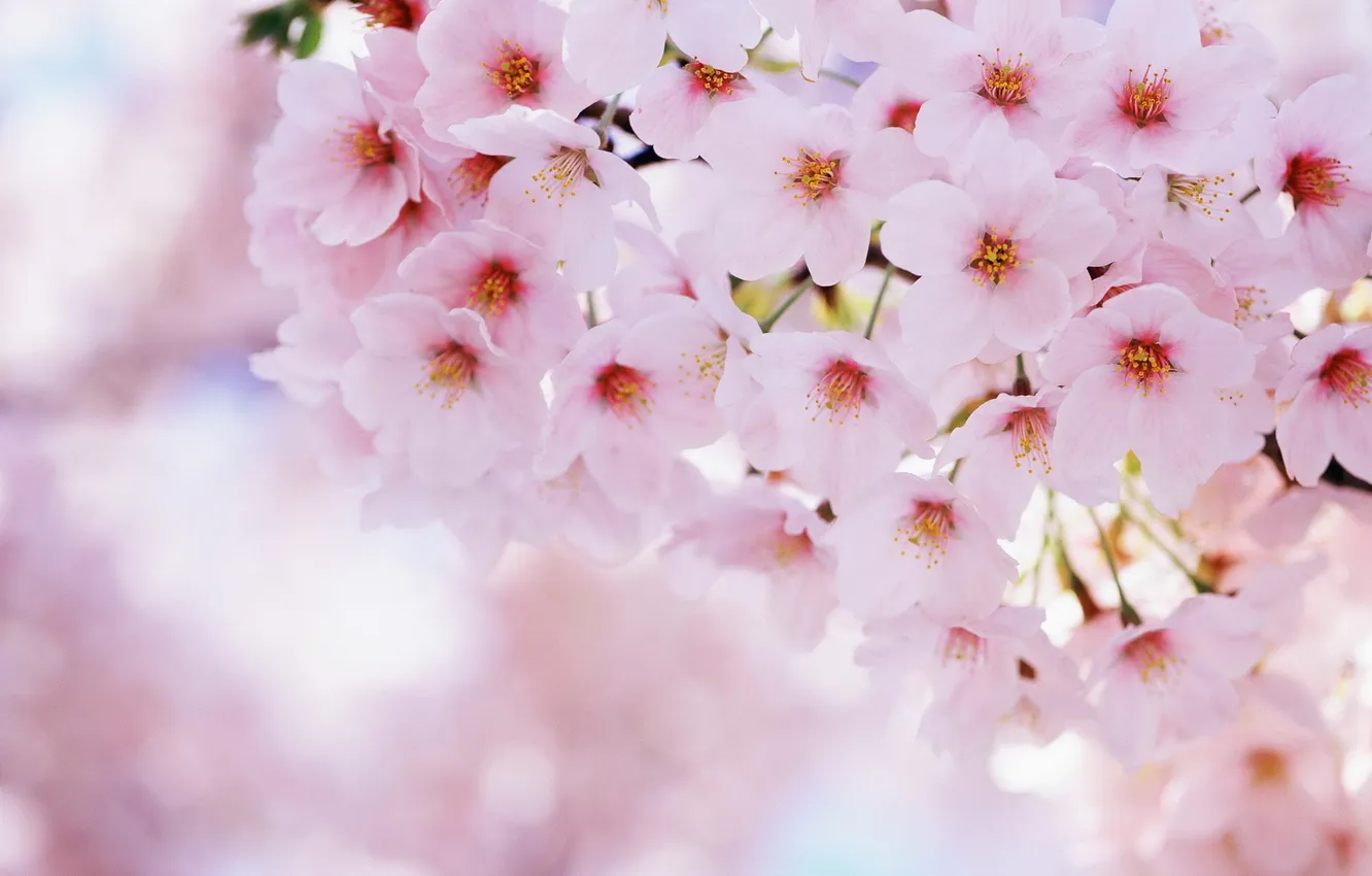 Фото обои цветы, вишня, розовый, ветка, лепестки, размытость