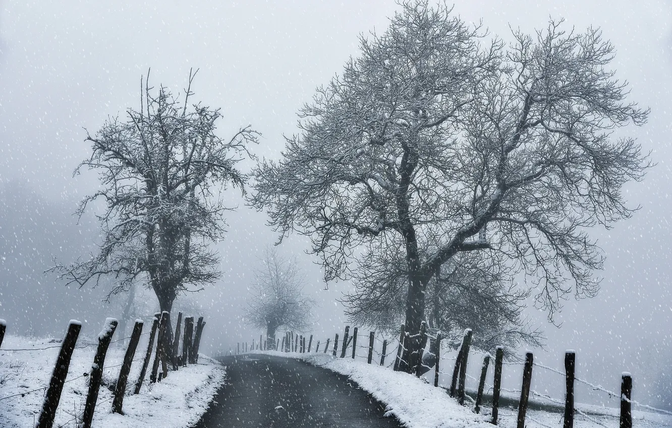Фото обои зима, дорога, белый, снег, деревья, ветки, чёрный, ограда
