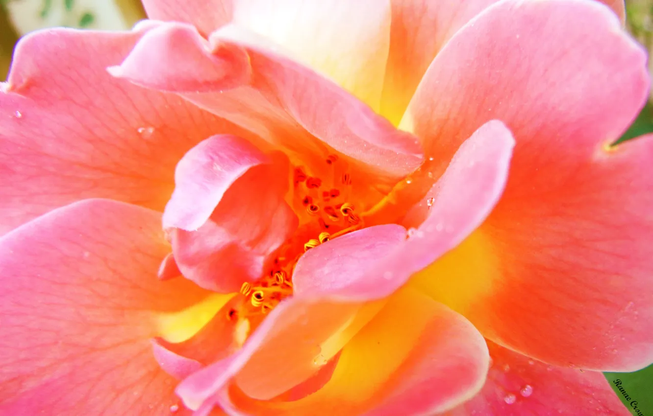 Фото обои цветок, лето, вода, капли, макро, розовый