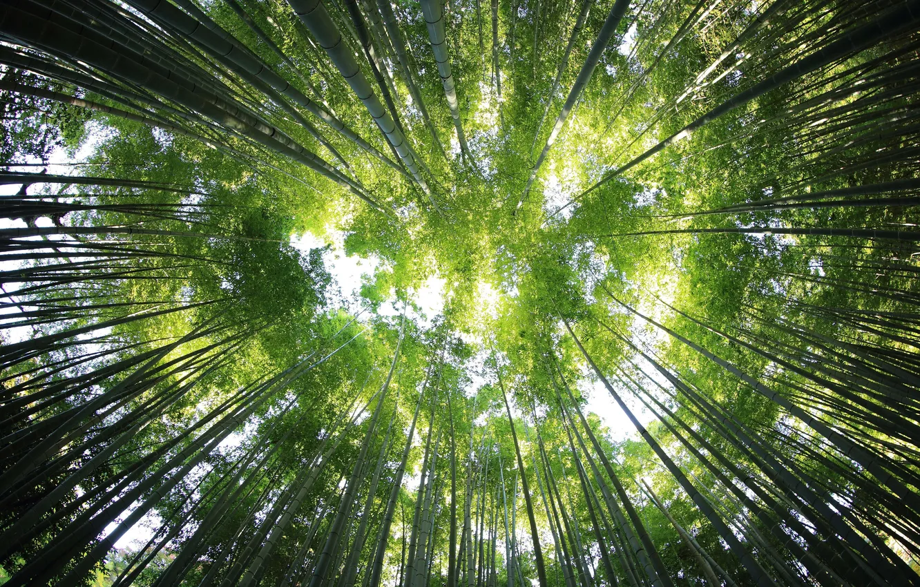 Фото обои свежесть, зеленые листья, бамбук, джунгли, fresh, jungle, солнечный свет, bamboo