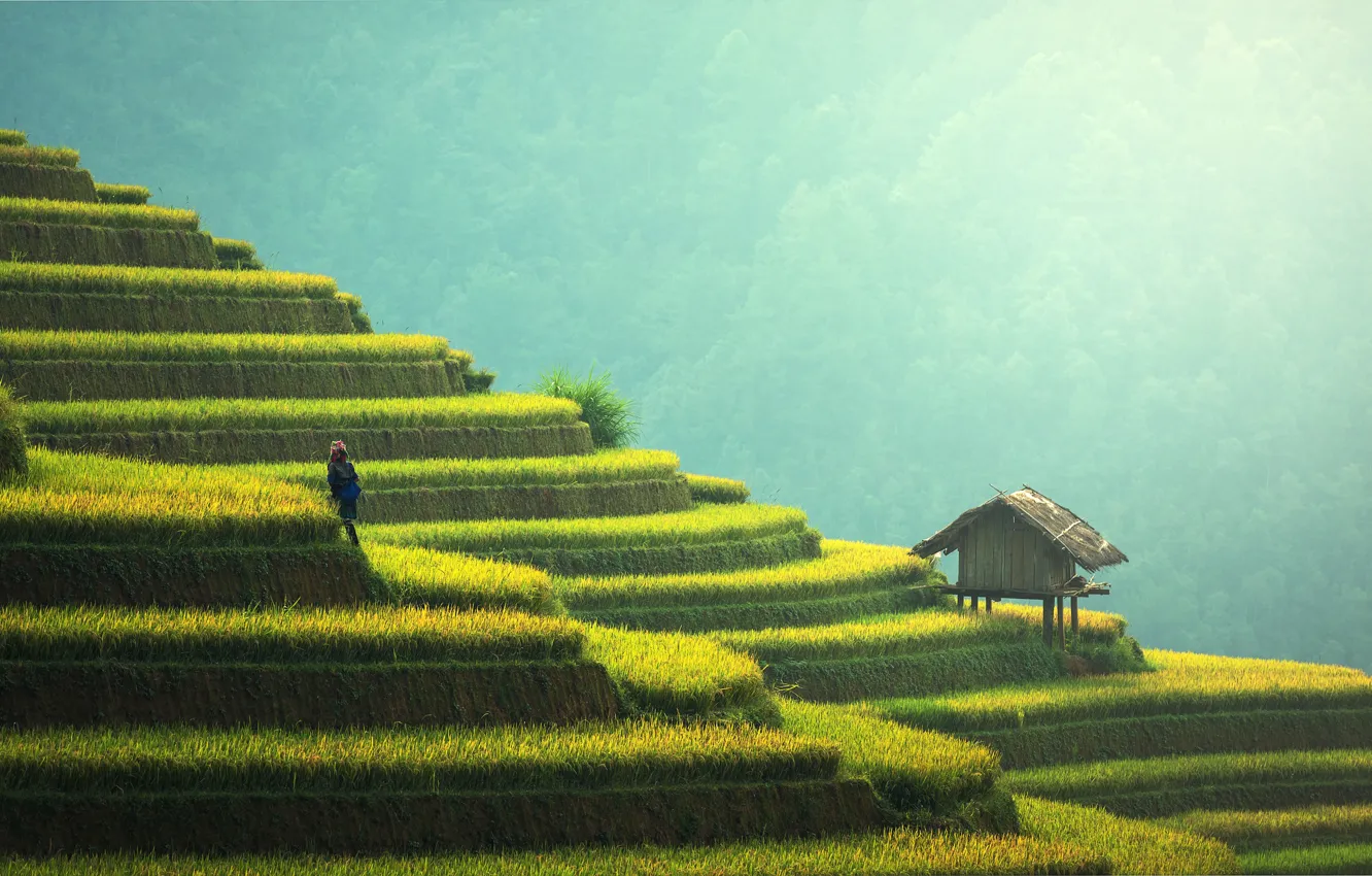 Фото обои зелень, трава, солнце, деревья, горы, Китай, Азия, дымка