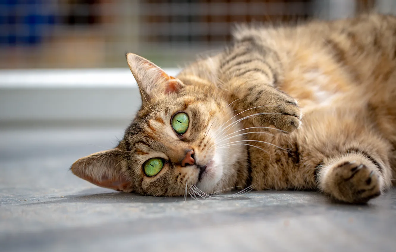 Фото обои кошка, кот, взгляд, морда, поза, фон, портрет, лапы