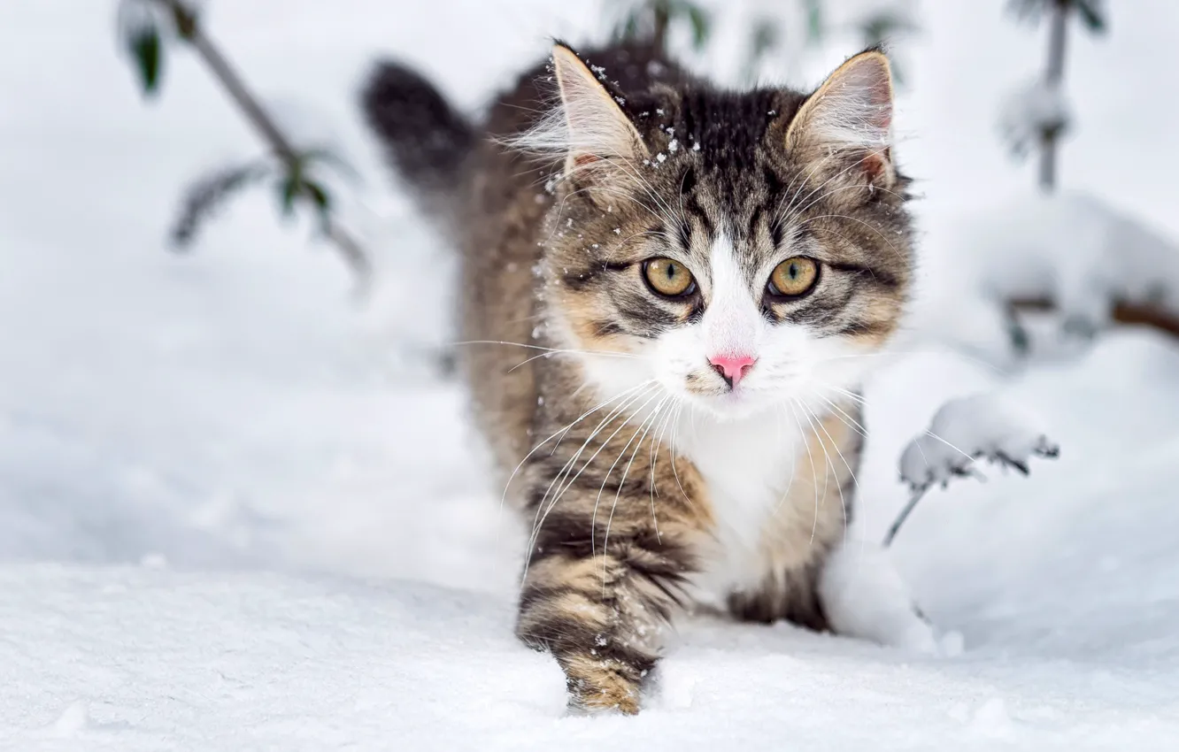 Фото обои зима, взгляд, снег, природа, Кошка, мордочка, пушистая