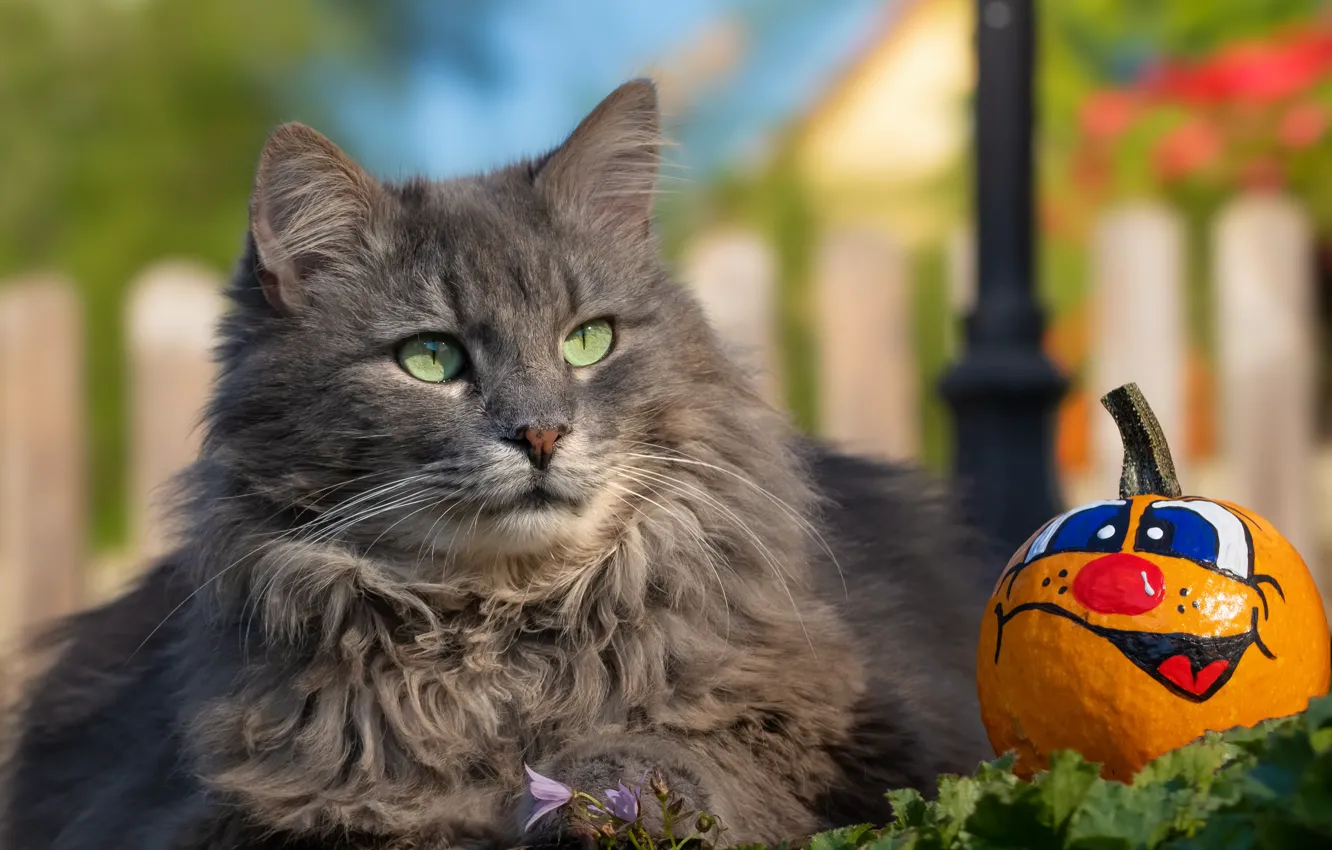 Фото обои кошка, кот, серый, тыква, серая, хеллоуин, рожица
