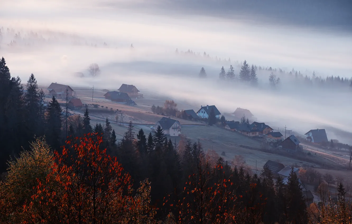 Фото обои осень, лес, горы, туман, листва, утро, ели, склон