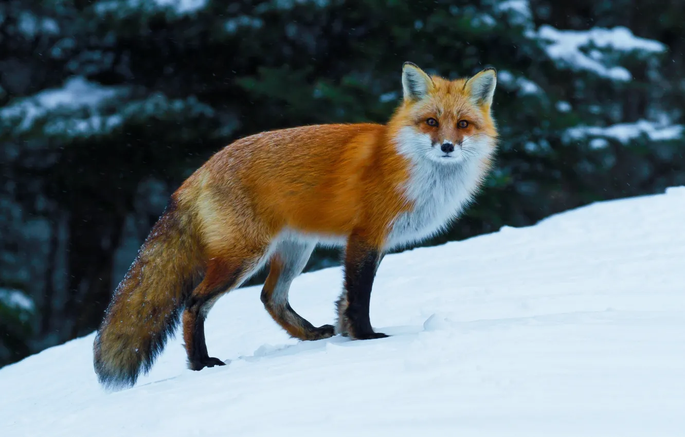 Фото обои зима, снег, лиса, рыжая, лисица