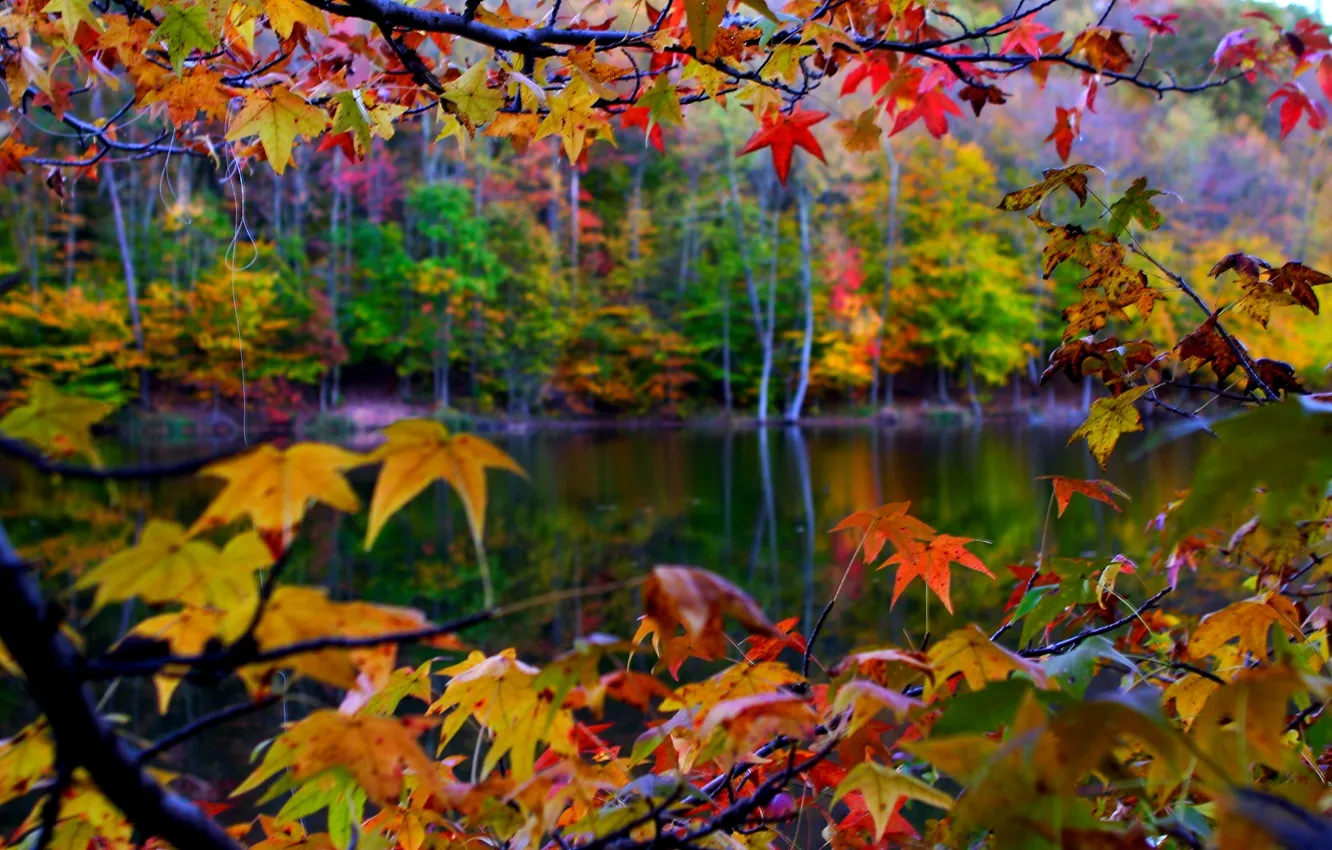 Фото обои осень, листья, макро, пейзаж, природа