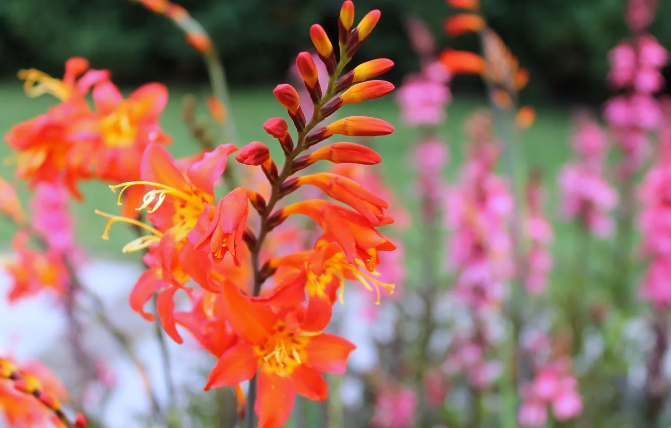 Фото обои поле, цветы, растение, луг