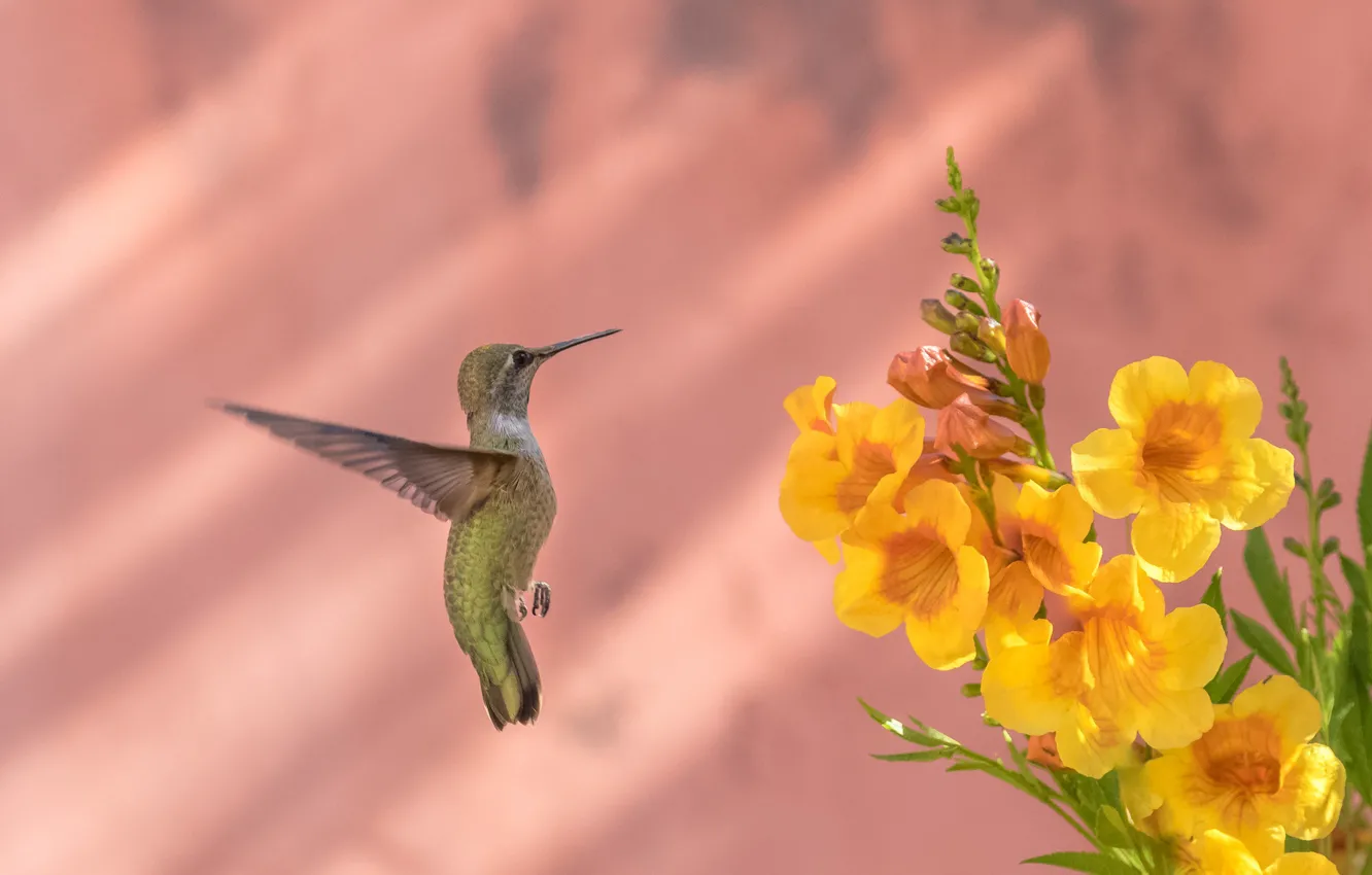 Фото обои цветы, птица, перья, клюв, колибри, Калипта Анны, бигнония