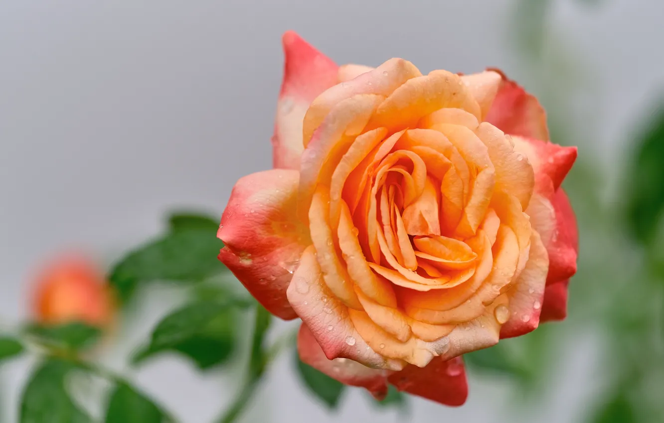 Фото обои капли, макро, роза, оранжевая, лепестки