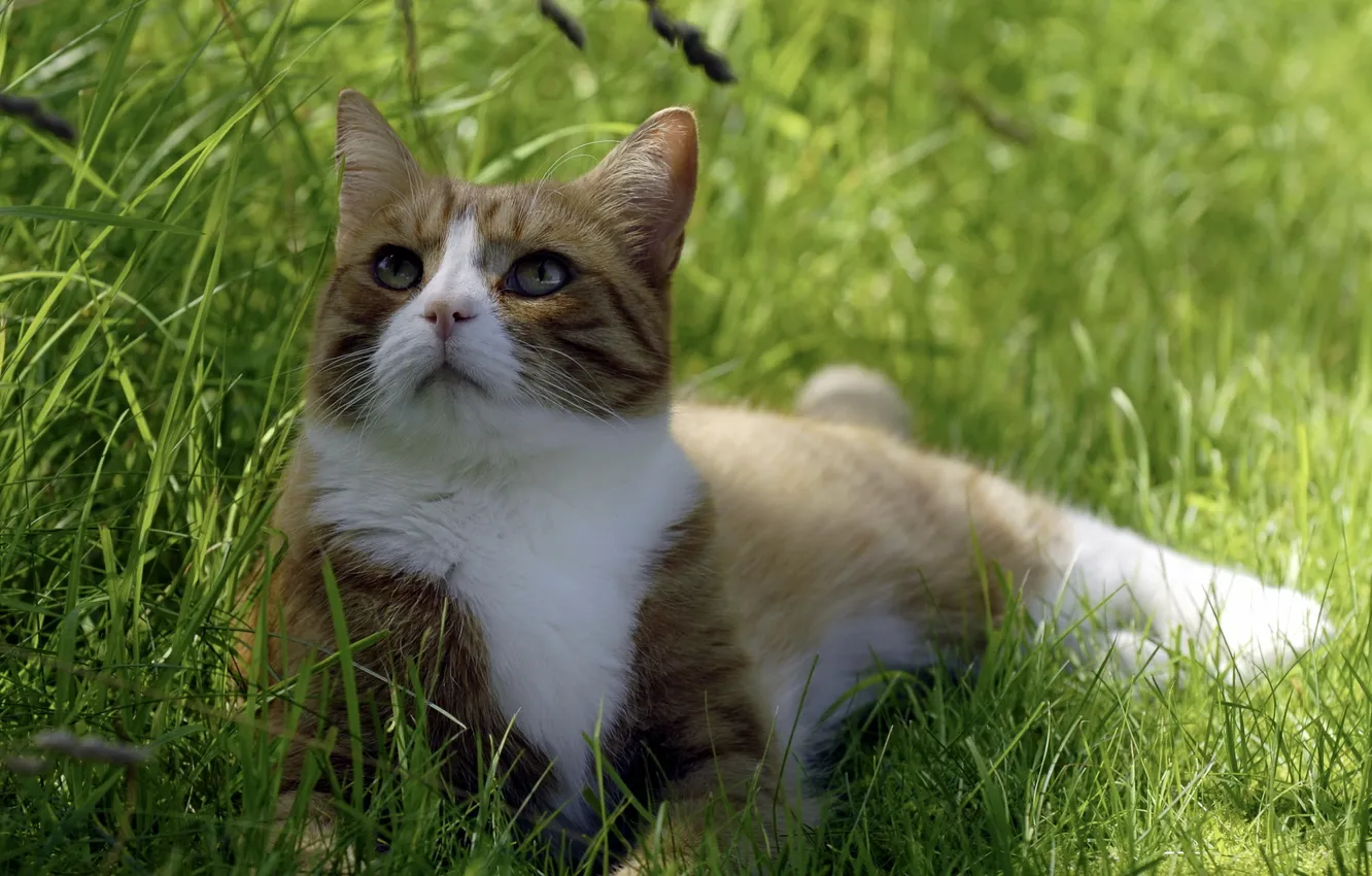 Фото обои кошка, лето, трава, тень