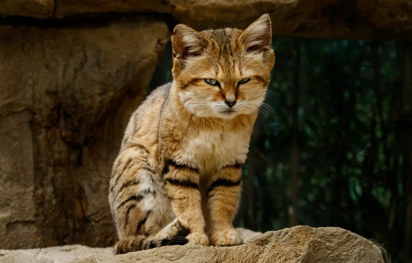 Sand Cat Sand cat, Cats, Wild cats