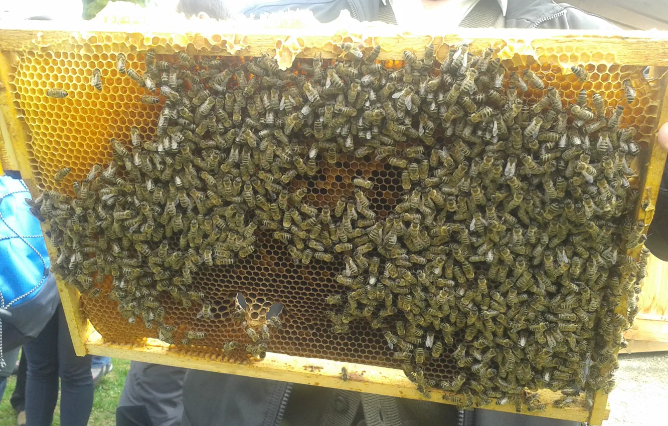 Фото обои honey, yellow, flight, insect, bee, more, many, bees