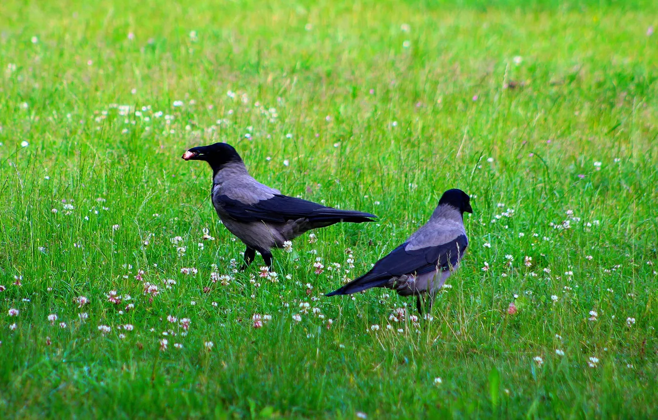 Фото обои dark, grass, bird