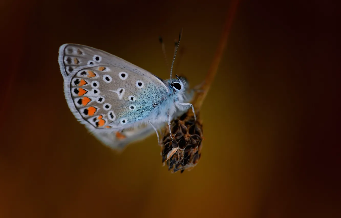 Фото обои макро, бабочка, butterfly