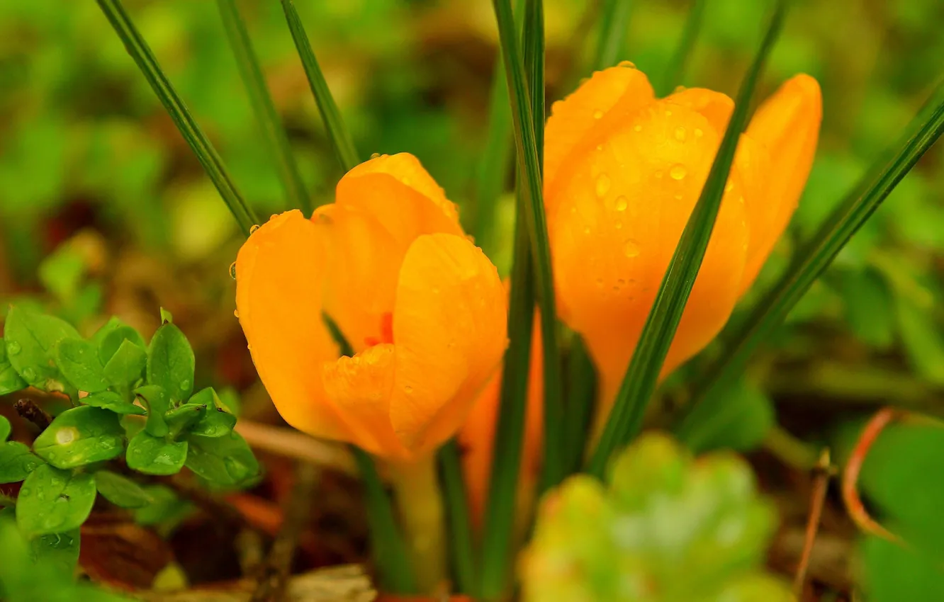 Фото обои Крокусы, Crocuses, Жёлтые цветы, Yellow flower