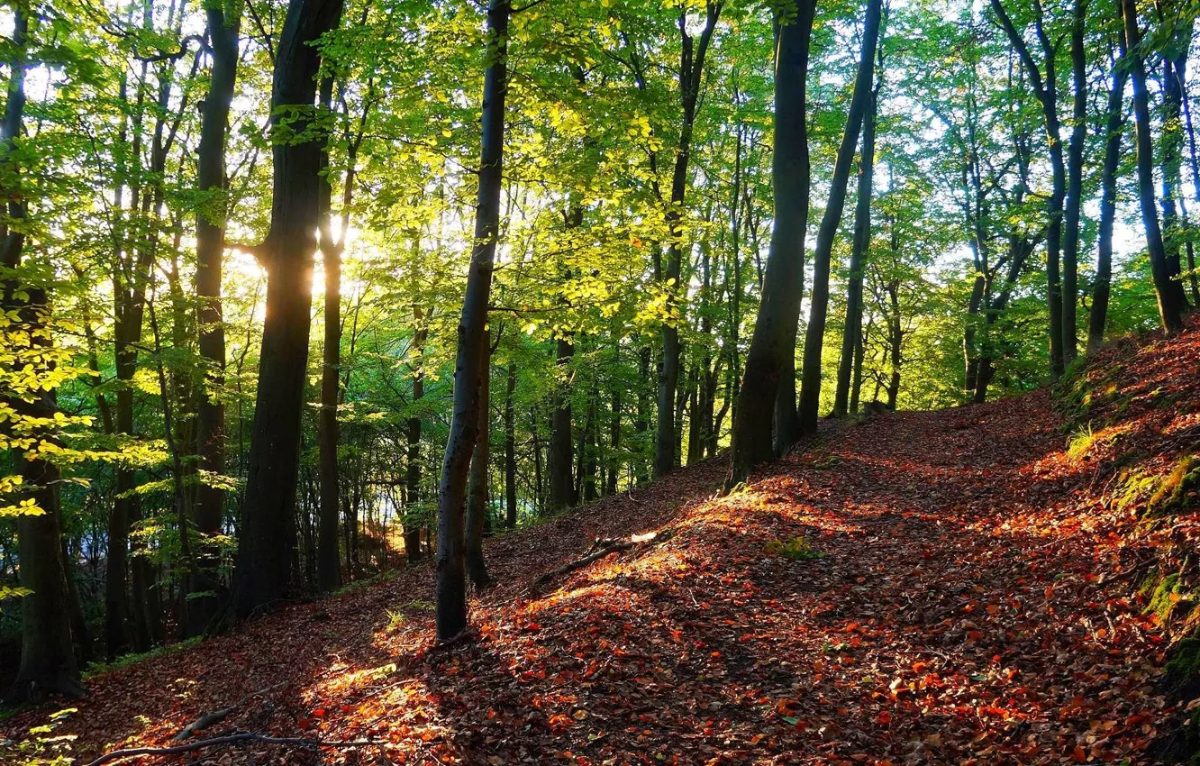 Фото обои forest, tree, sun