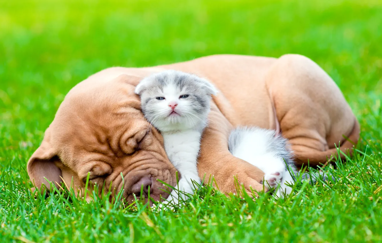 Фото обои трава, взгляд, друг, сон, собака, пушистый, щенок, котёнок