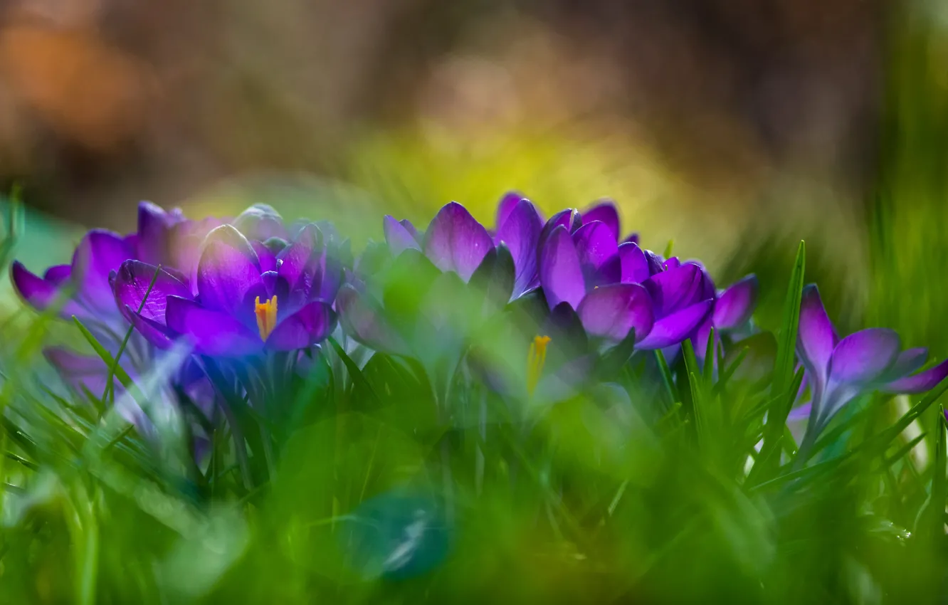 Фото обои зелень, цветы, поляна, размытие, весна, фиолетовые, крокусы, боке