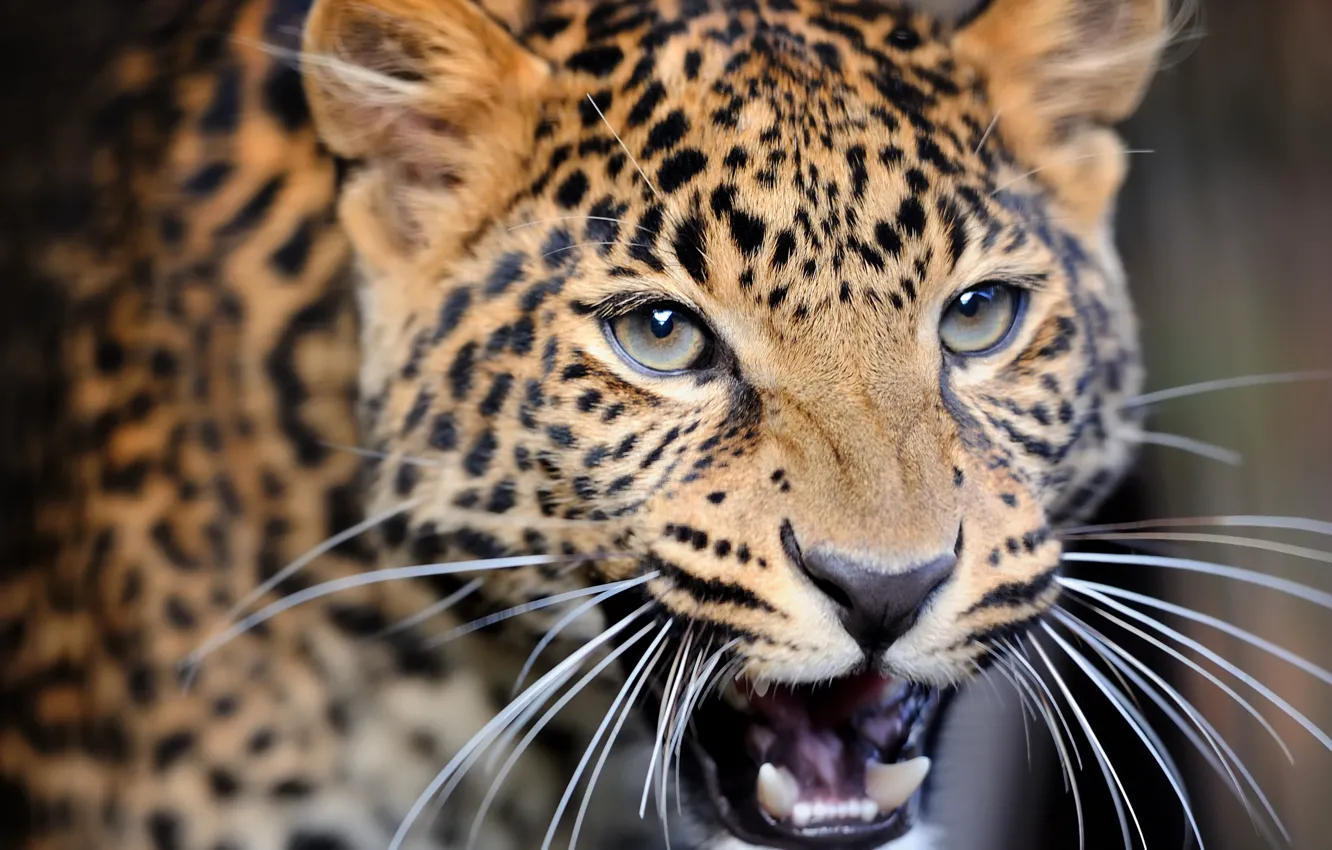 Фото обои крупный план, размытость, леопард, дикая кошка, leopard, animals, nature, боке