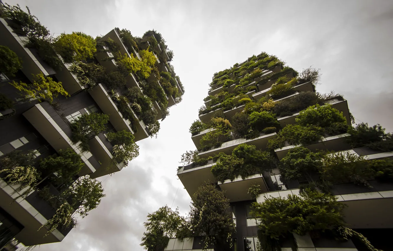 Фото обои небо, пасмурно, серость, растение, здания