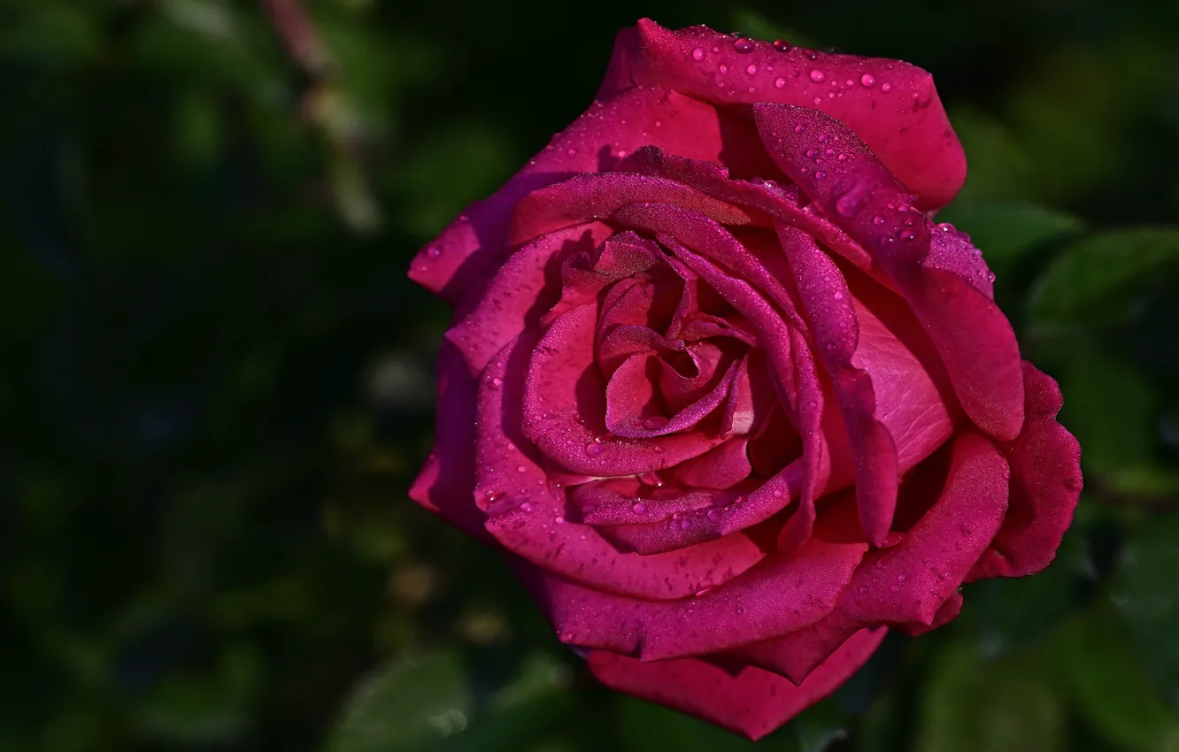 Фото обои цветок, капли, темный фон, розовая, роза