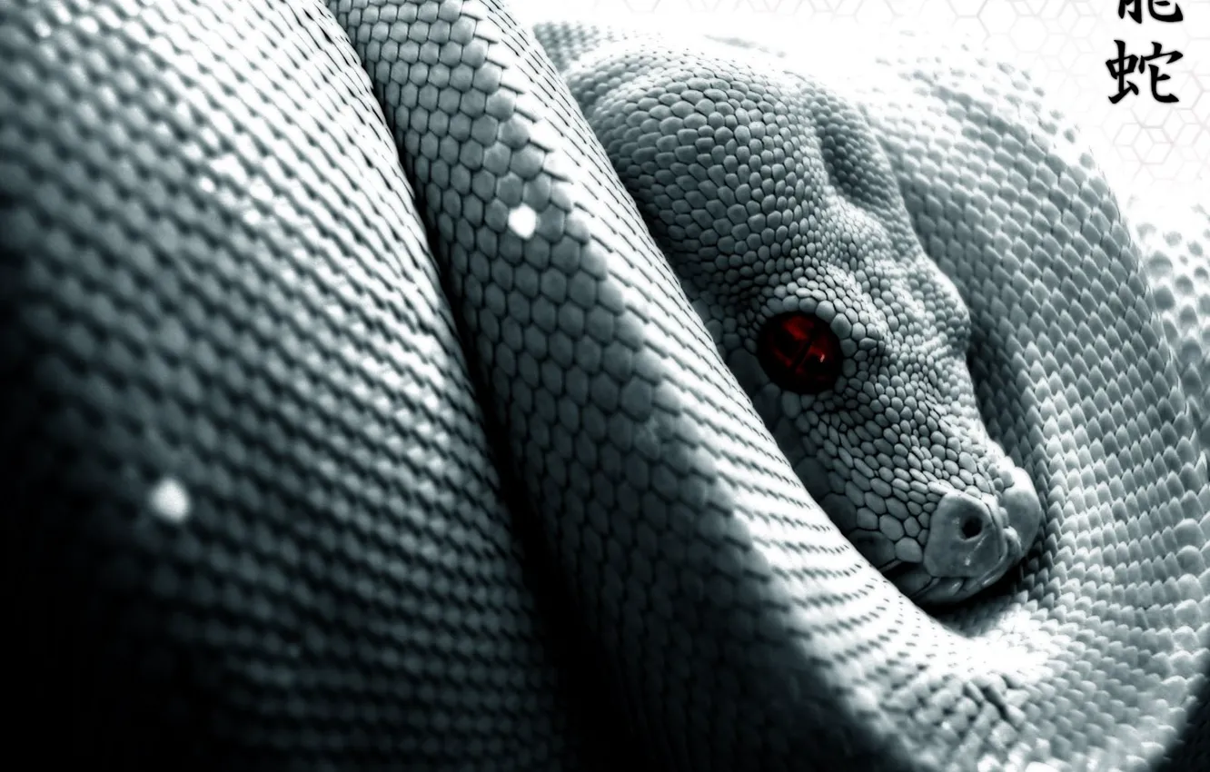 Фото обои глаза, чешуя, Змия