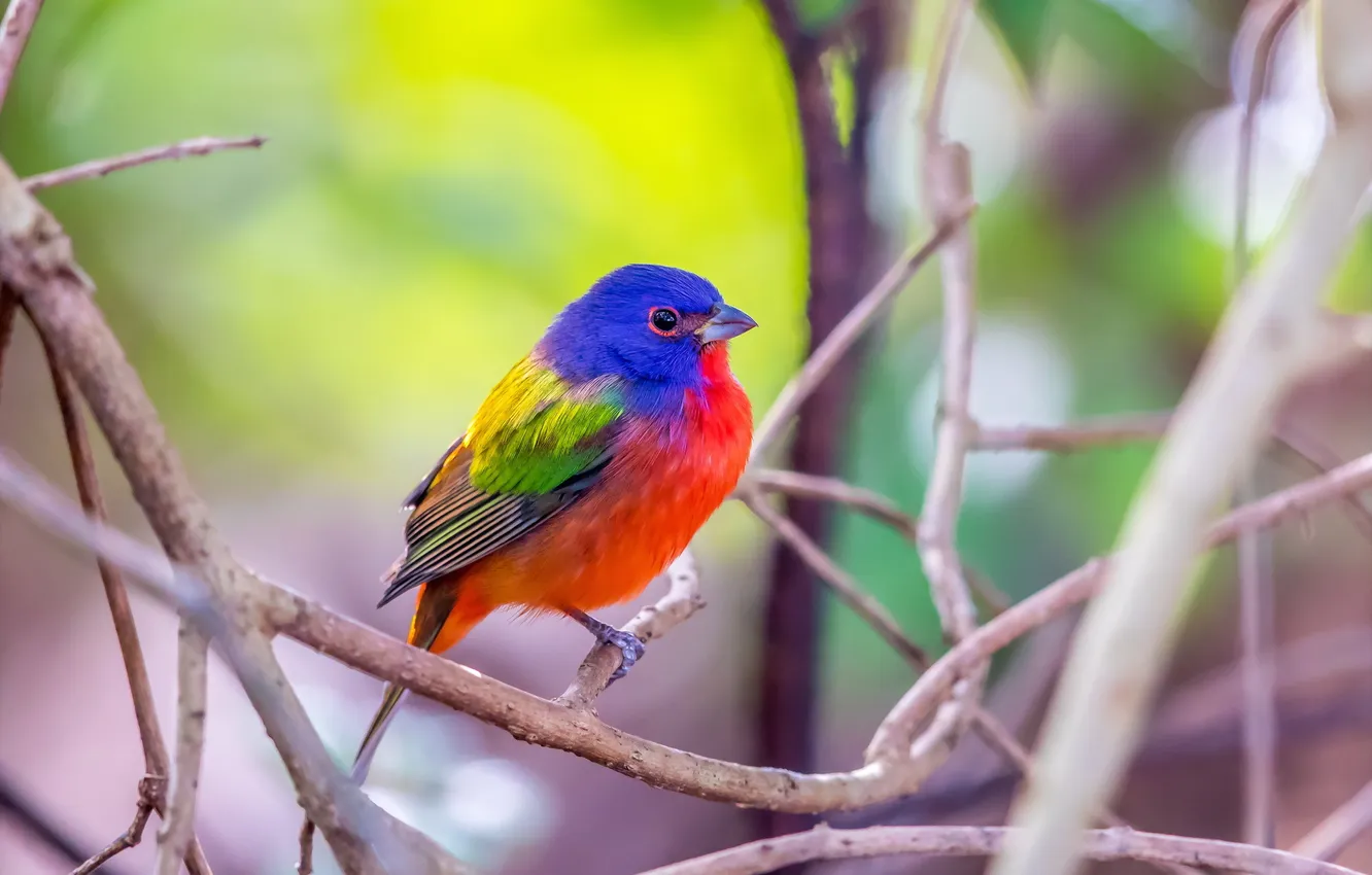 Фото обои Florida, Green Cay Wetlands, Male Painted Bunting