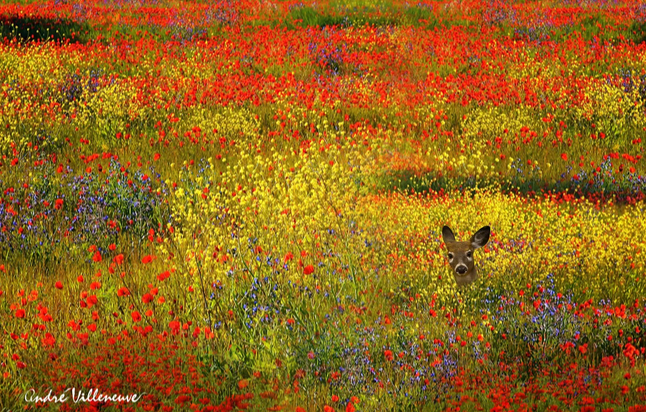 Фото обои поле, цветы, животное, олень, желтые, красные