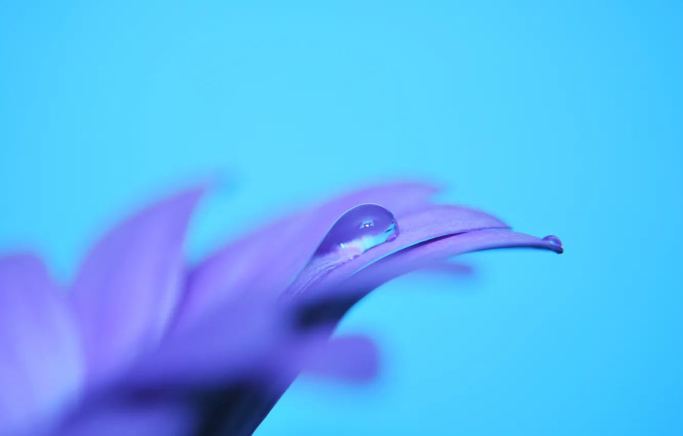 Фото обои цветок, фиолетовый, макро, сиреневый, голубой, нежность, цвет, капля