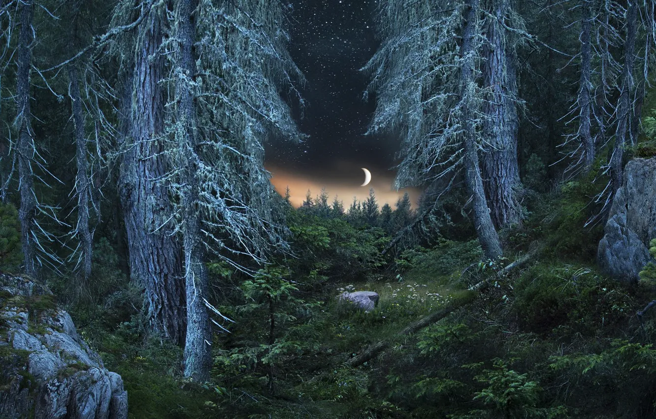 Ночной еловый лес и Луна