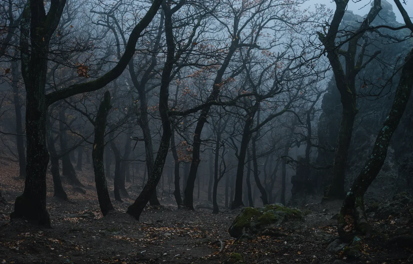 Фото обои лес, деревья, природа, туман, Norbert Buduczki
