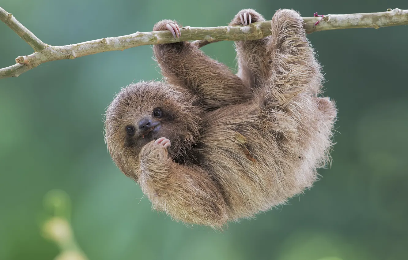 Фото обои природа, ленивец, Brdypus tridactilus, Pale-throated sloth