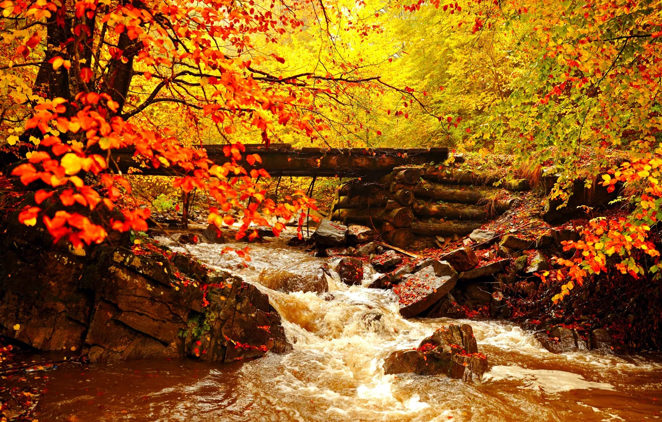 Фото обои осень, лес, листья, деревья, пейзаж, речка, мостик, золотая